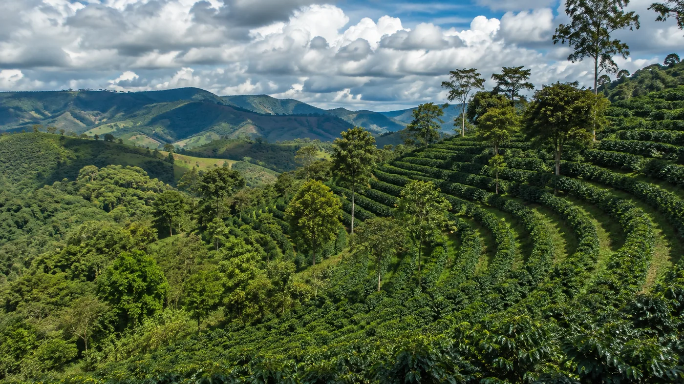 Colinas cafeeiras — exemplo de atividade com potencial de geração de créditos de carbono